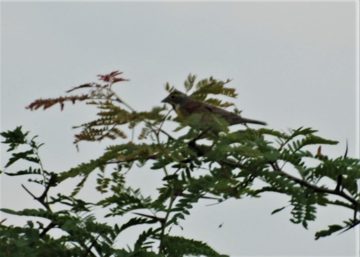 Dickcissel - ML597662141