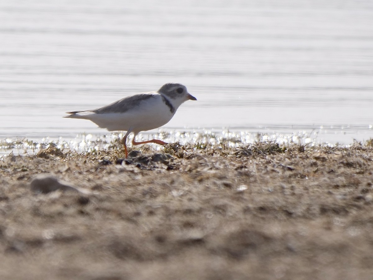 Piping Plover - ML597662451