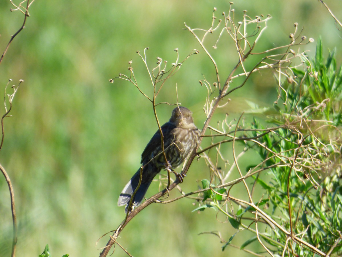 Black-and-rufous Warbling Finch - ML597663201