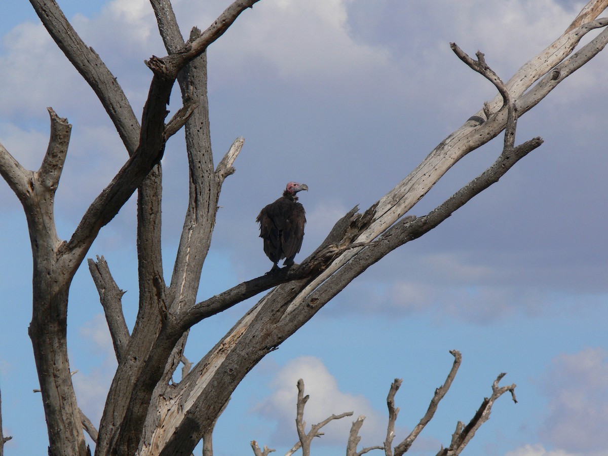 Lappet-faced Vulture - ML597663671