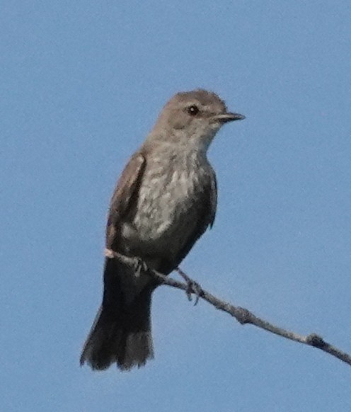 Vermilion Flycatcher - ML597664661