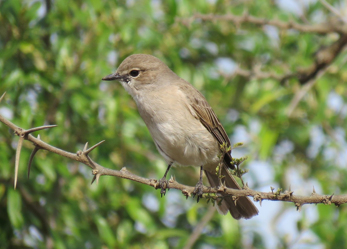 Pale Flycatcher - ML597664961