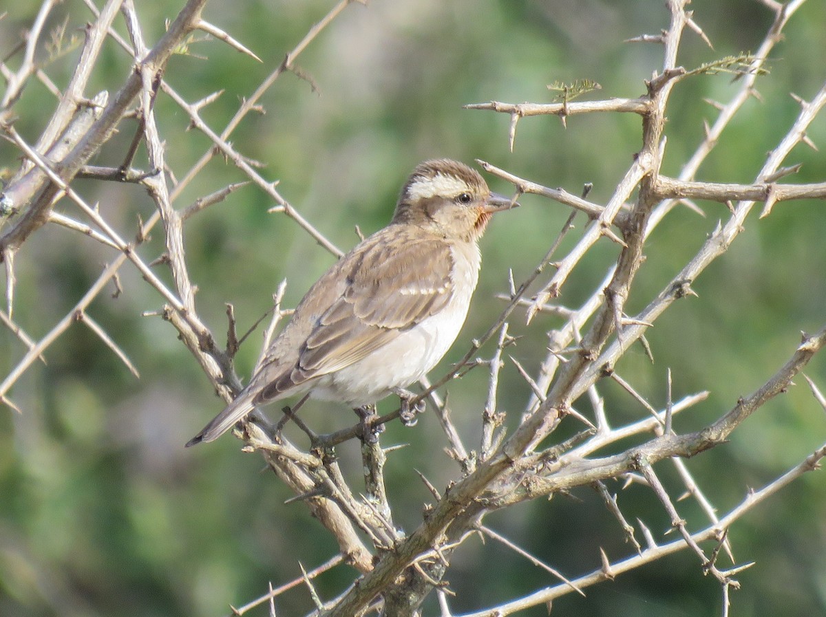 Yellow-throated Bush Sparrow - Brad Arthur