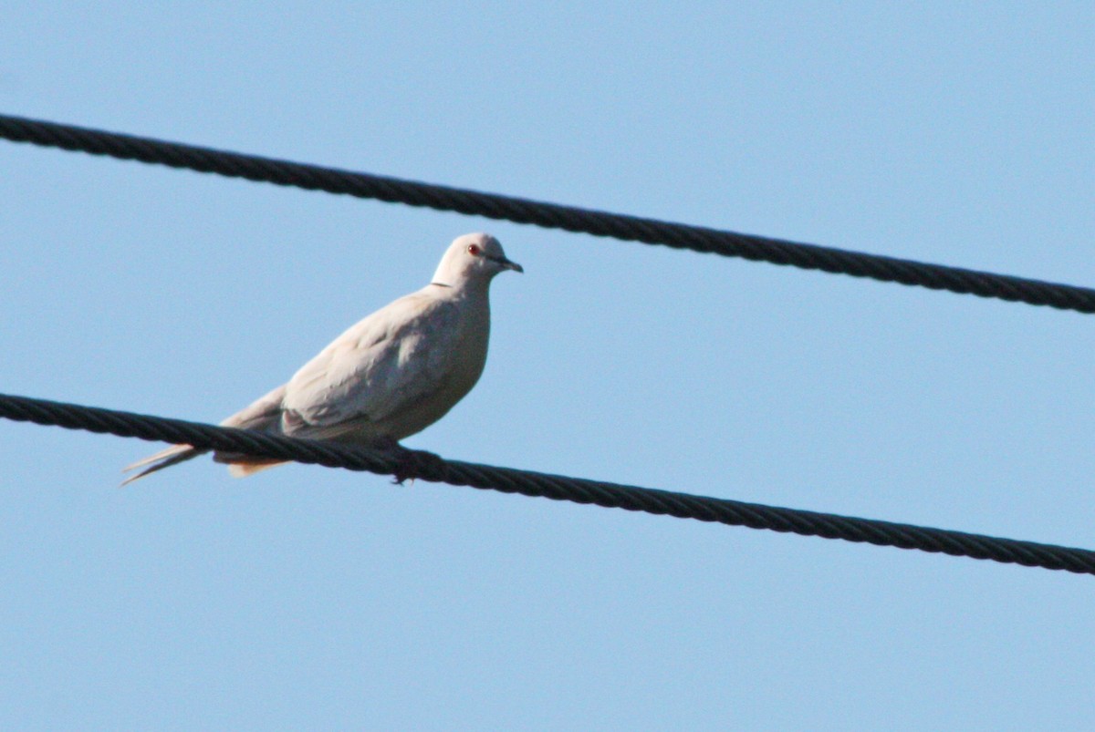 African Collared-Dove - ML597665211