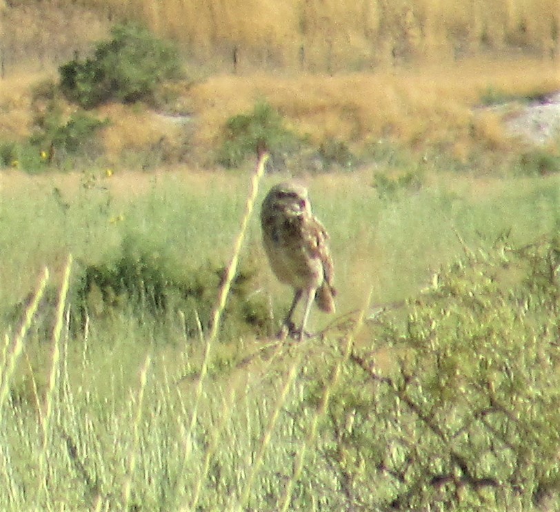 Burrowing Owl - ML597665291