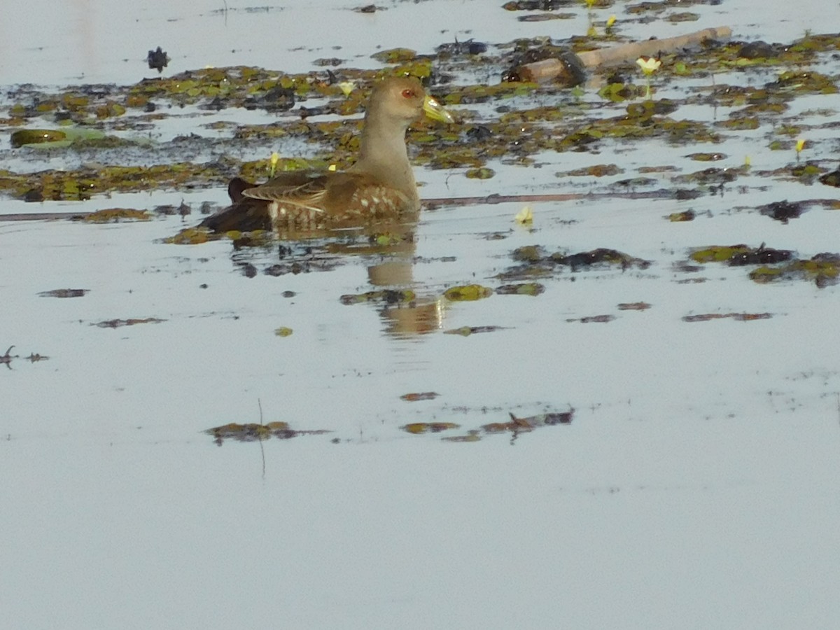 Spot-flanked Gallinule - ML597665531