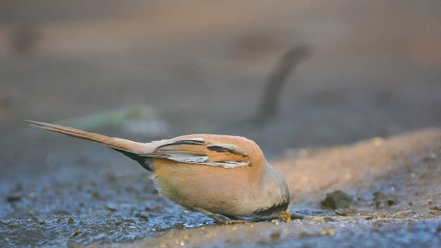 ヒゲガラ - ML597665831