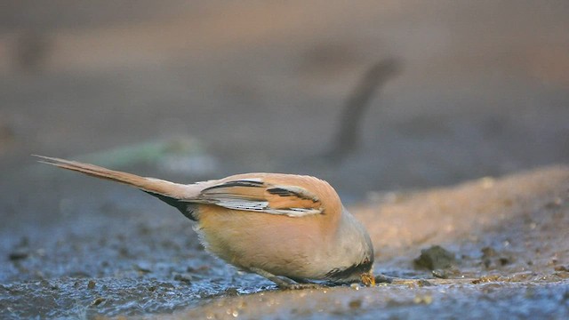 Bearded Reedling - ML597665831