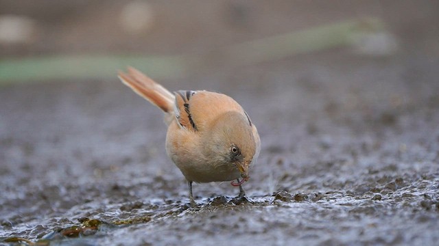 Bearded Reedling - ML597665851