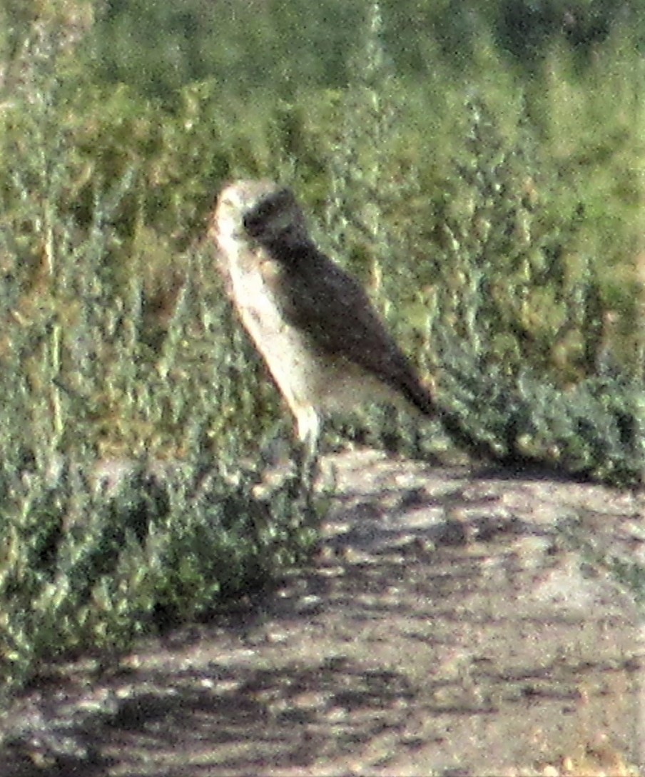 Burrowing Owl - Don Allred