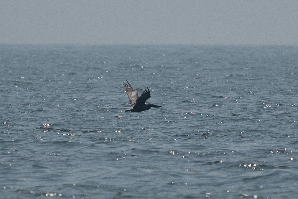 Brown Pelican - ML597666071