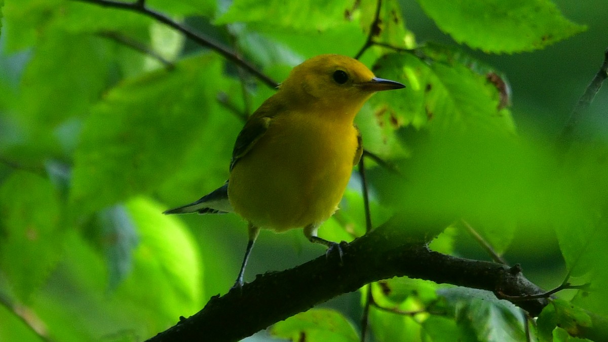 Prothonotary Warbler - Carl Winstead