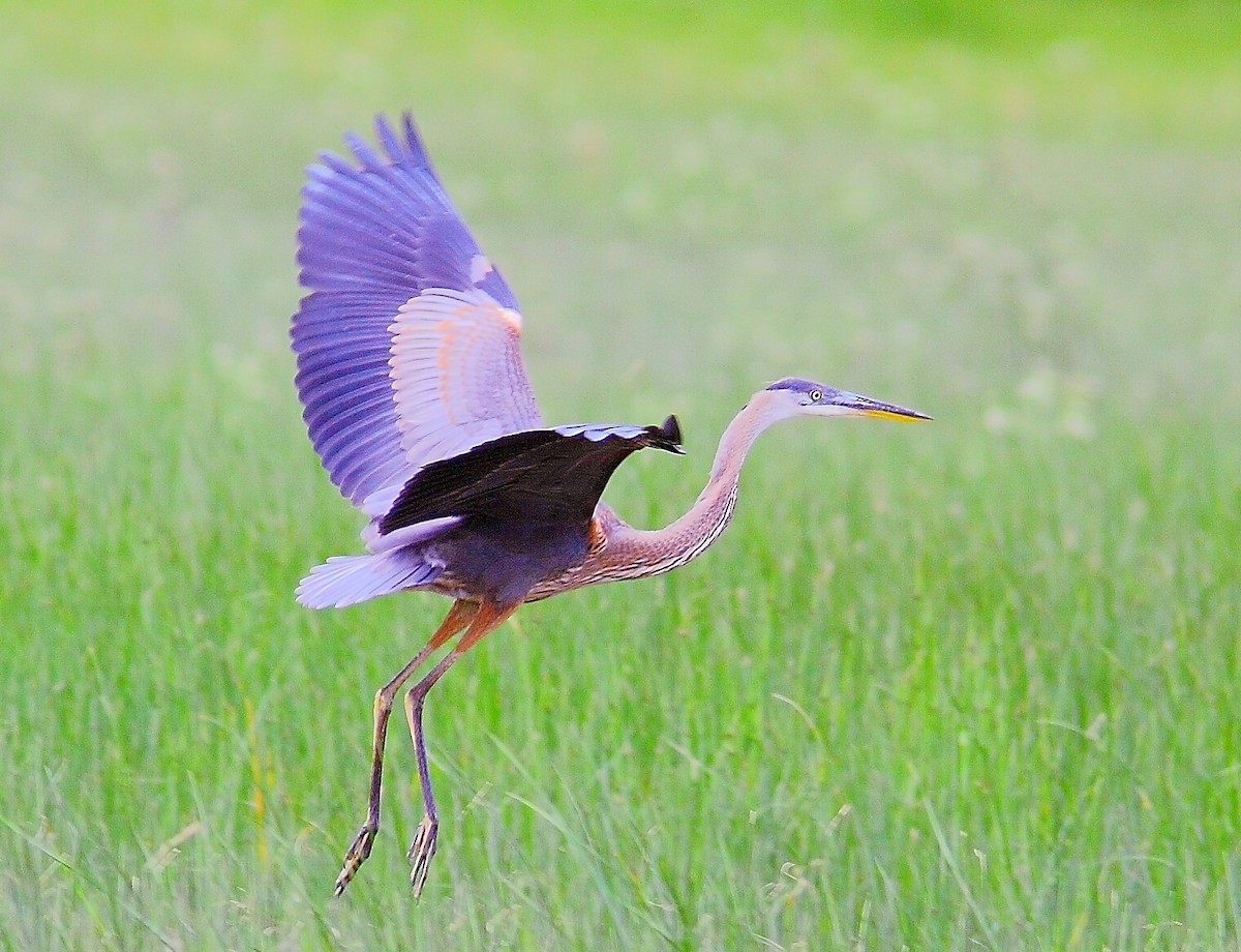 Great Blue Heron - ML597669131