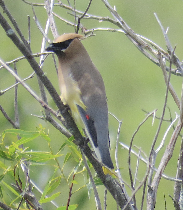 Cedar Waxwing - ML597669141