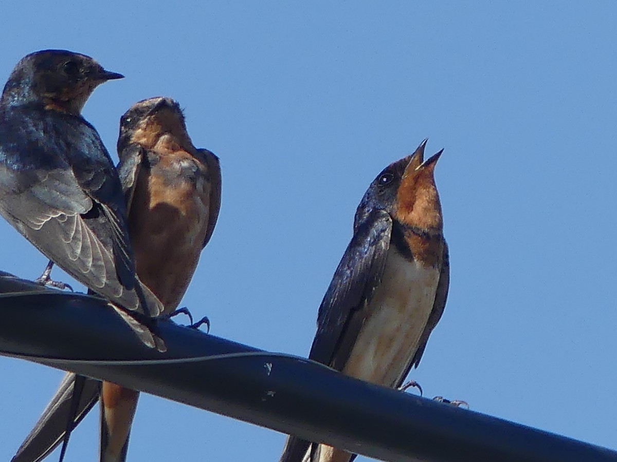 Barn Swallow - David Telles