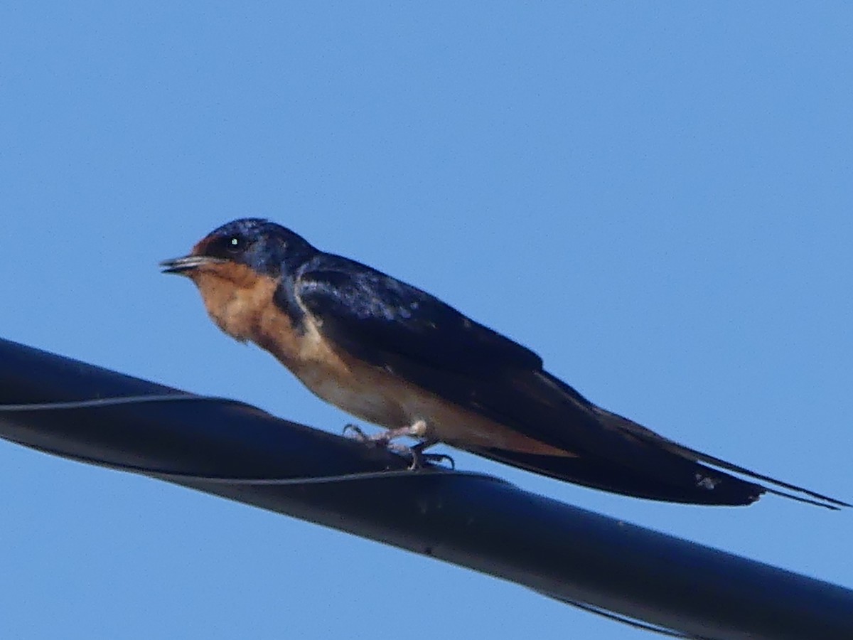 Barn Swallow - ML597670741