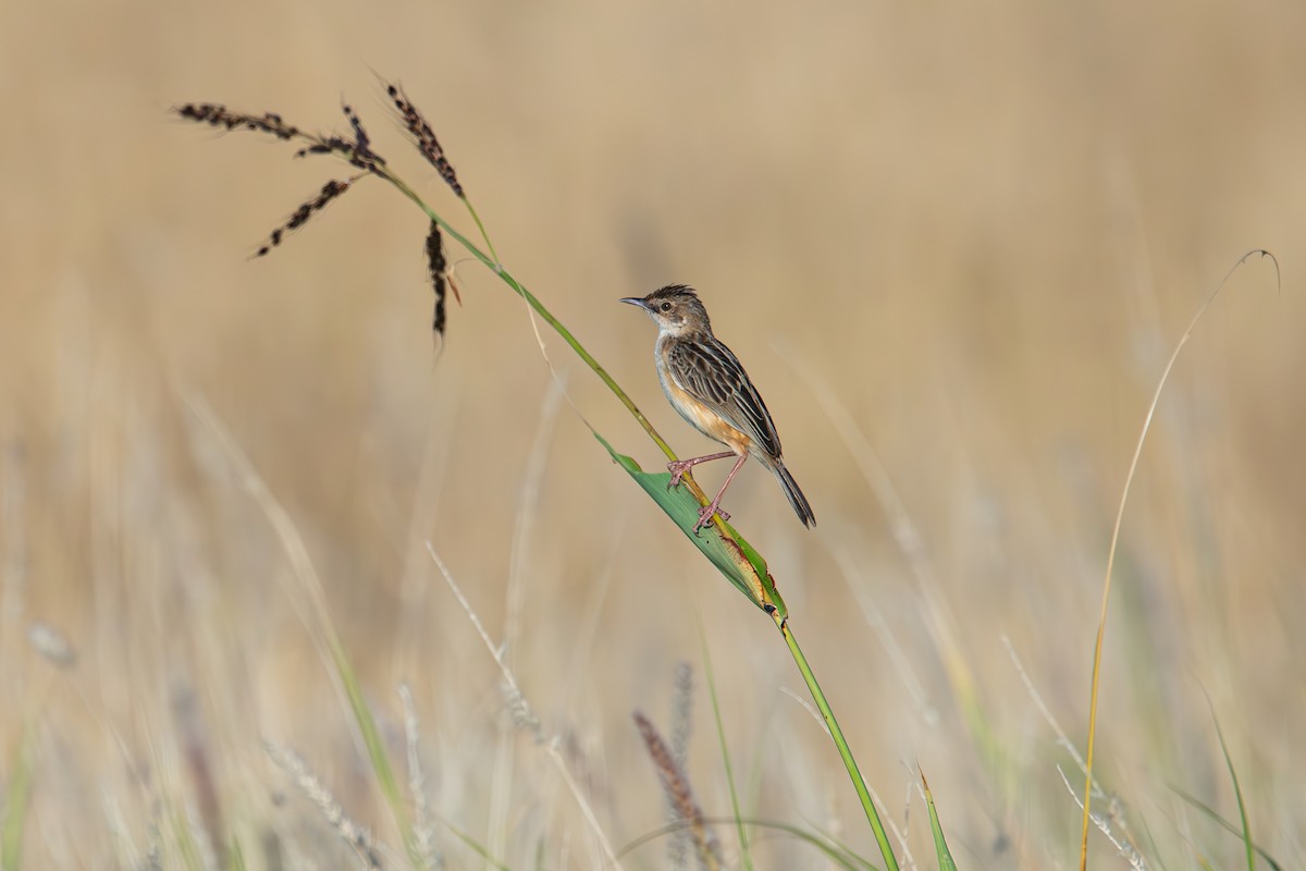 Desert Cisticola - ML597670921