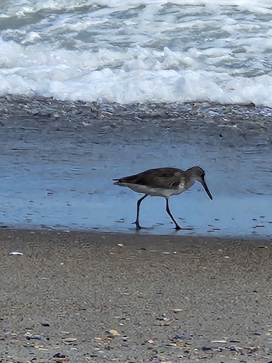 Willet - ML597671091