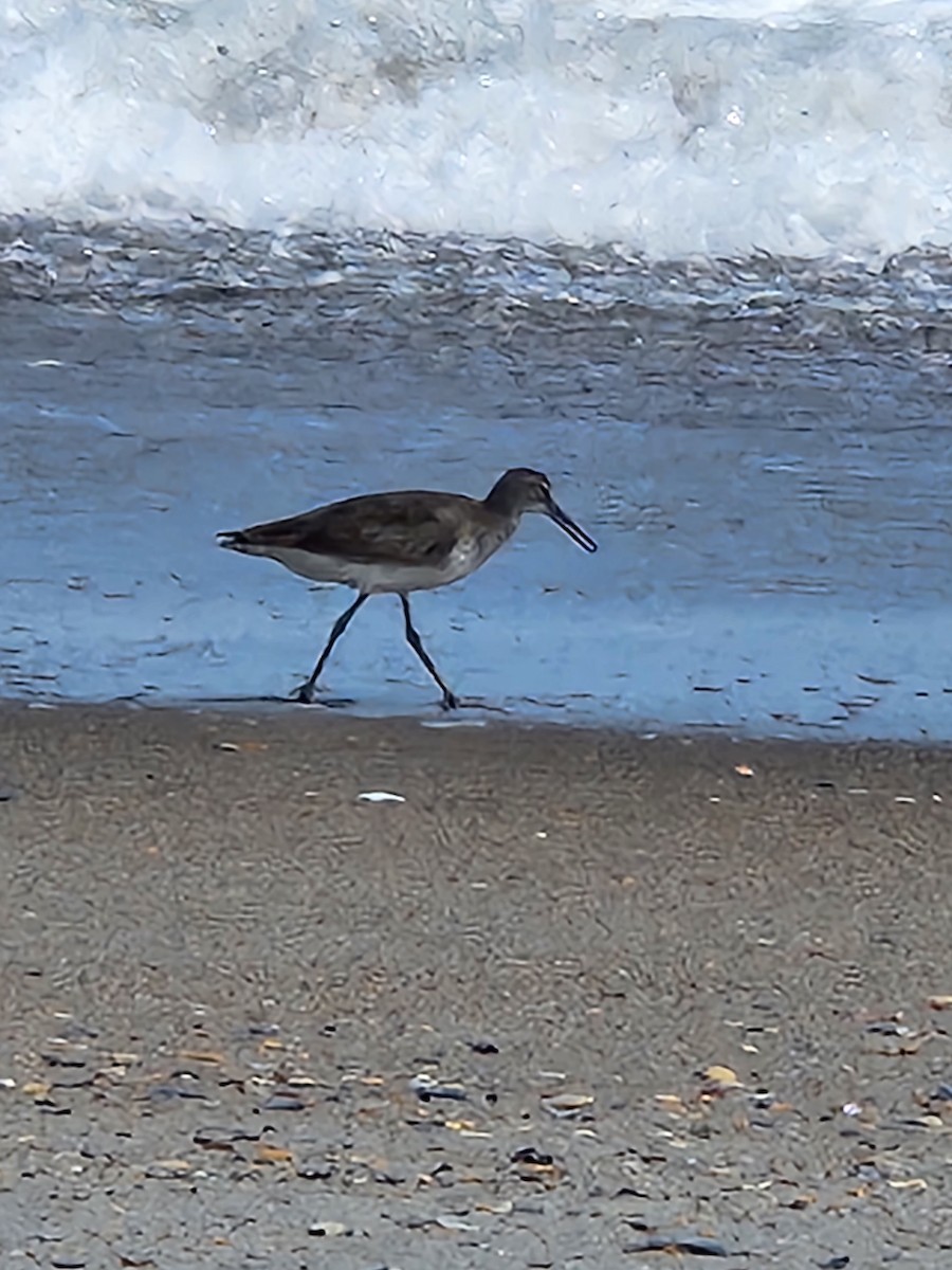 Willet - ML597671101