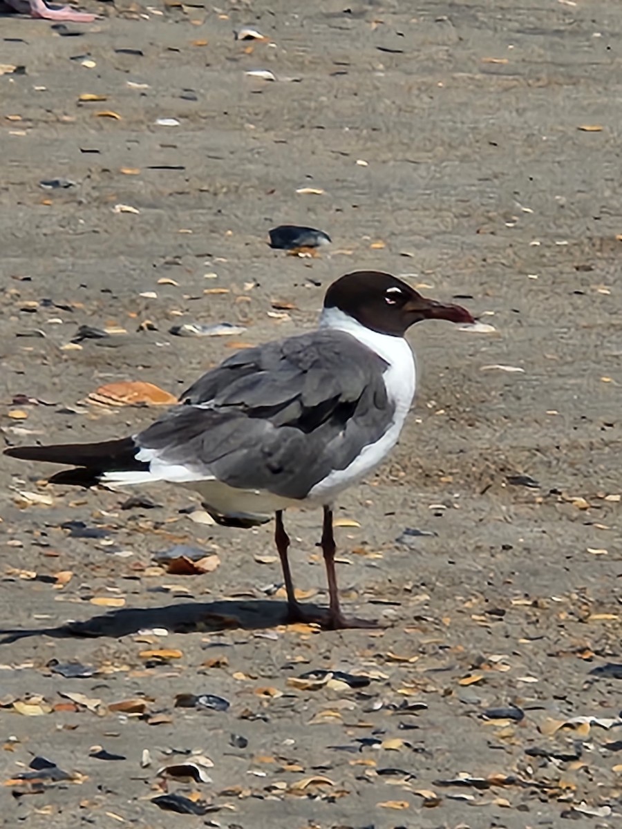 笑鷗 - ML597671161