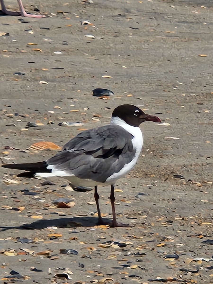 笑鷗 - ML597671181