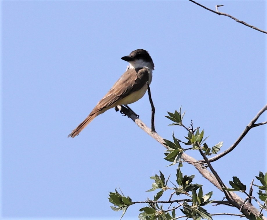 Dickschnabel-Königstyrann - ML597671251