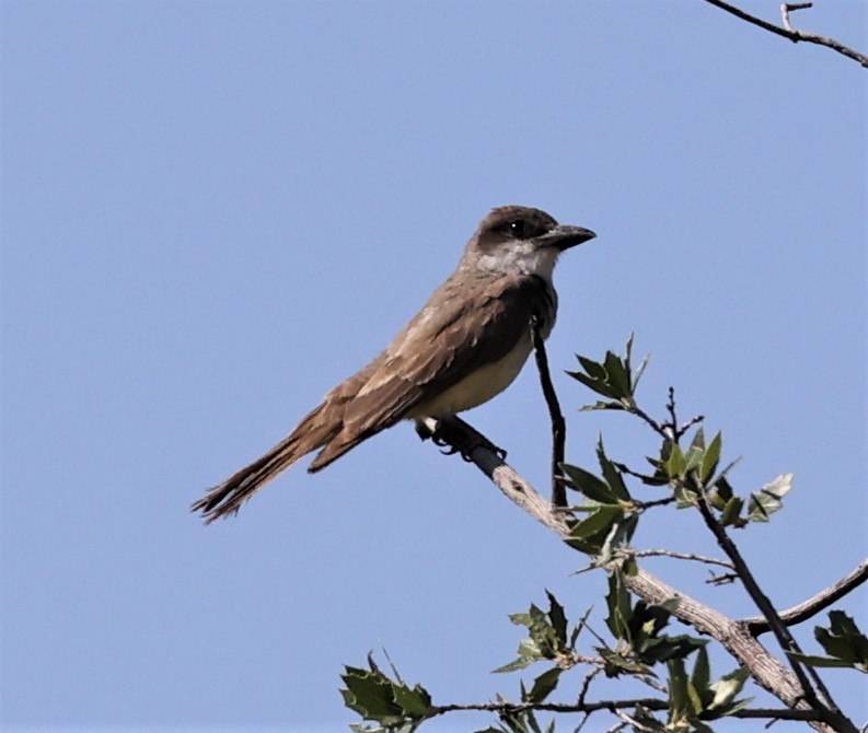 Dickschnabel-Königstyrann - ML597671281