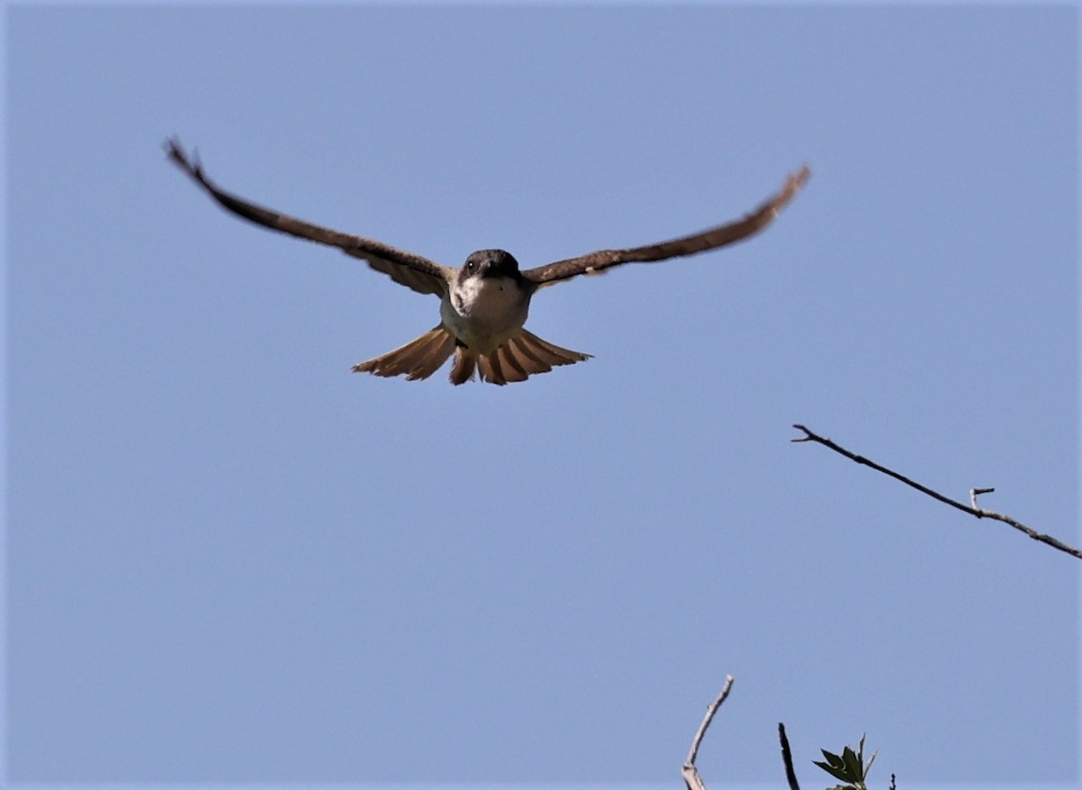 Thick-billed Kingbird - ML597671311