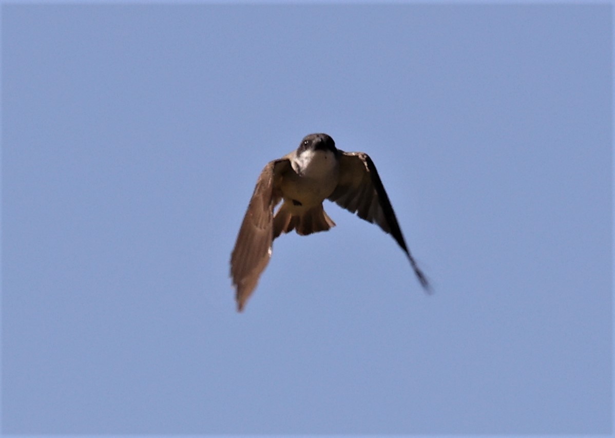 Thick-billed Kingbird - ML597671341