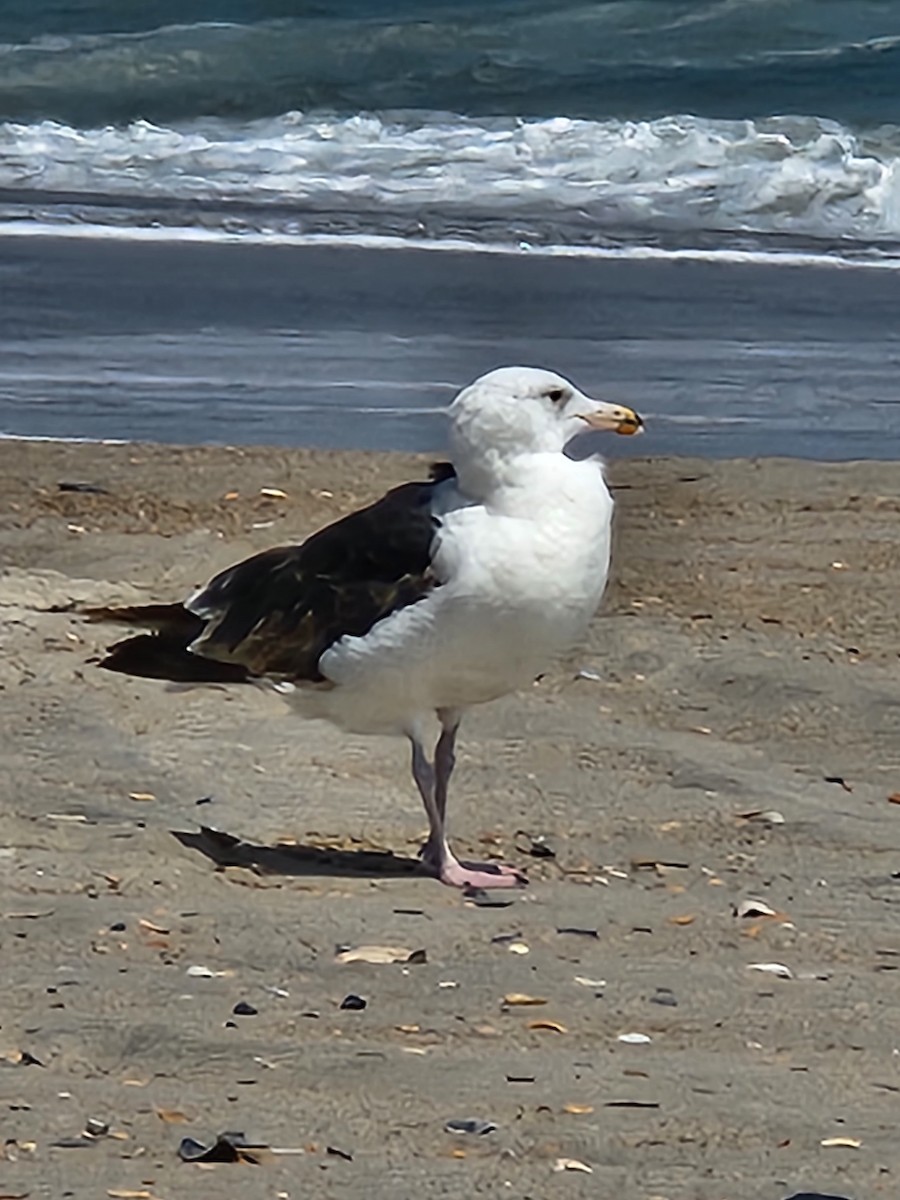 Great Black-backed Gull - ML597671361