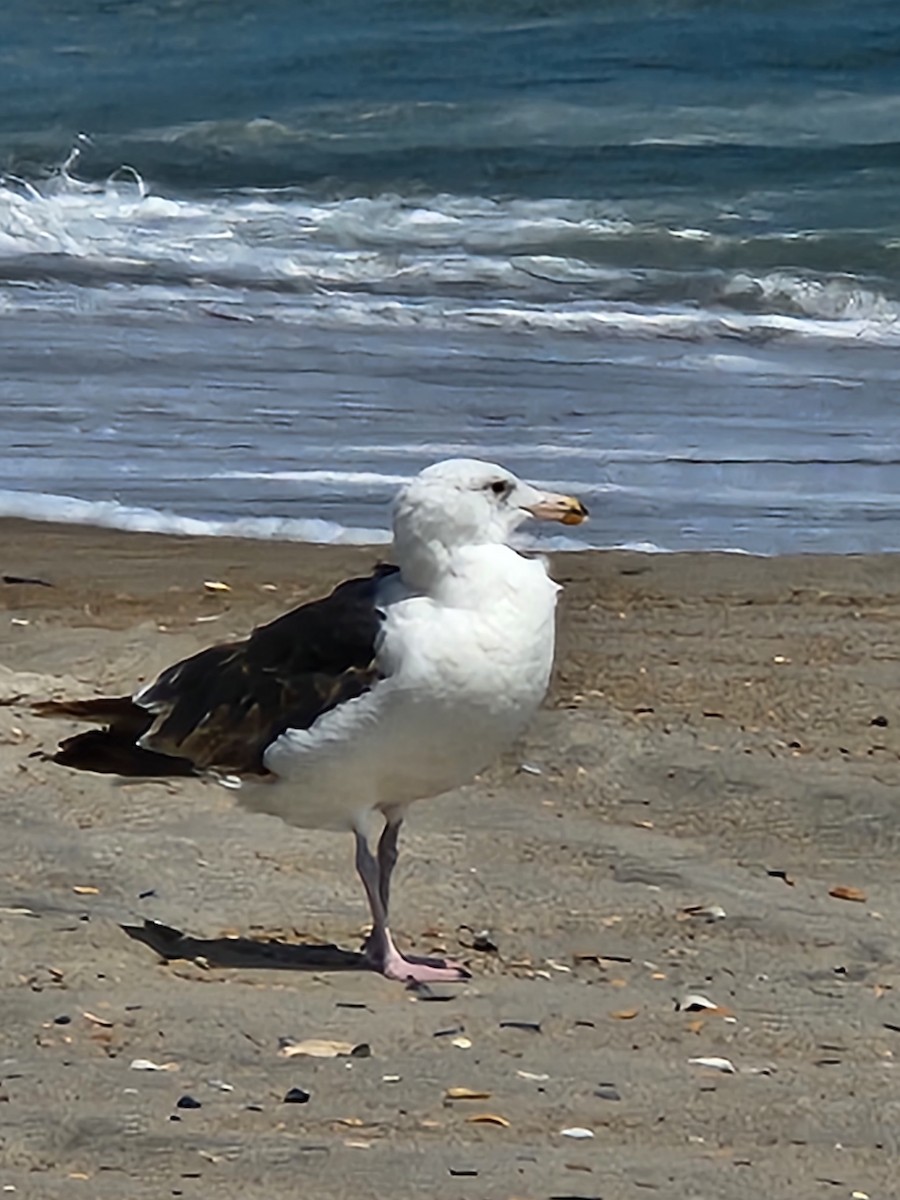 Great Black-backed Gull - ML597671411