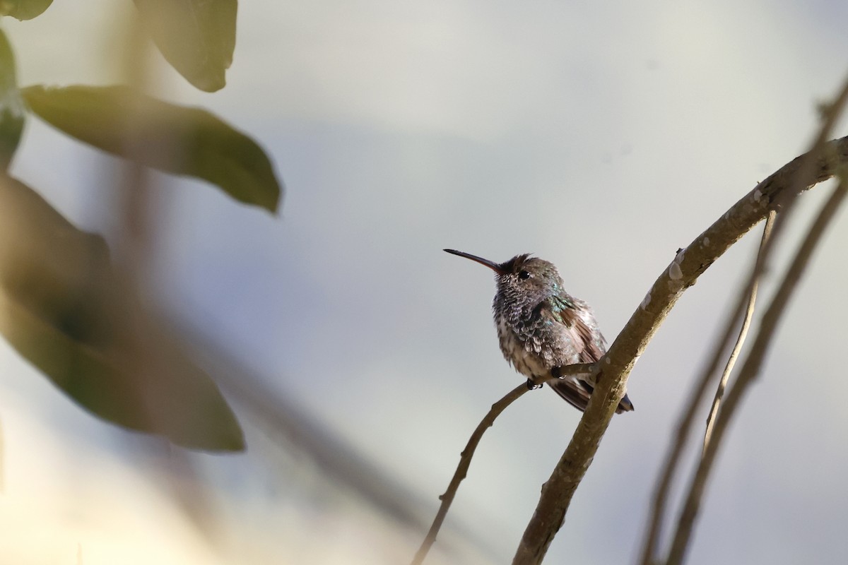 kolibřík safírový - ML597671471