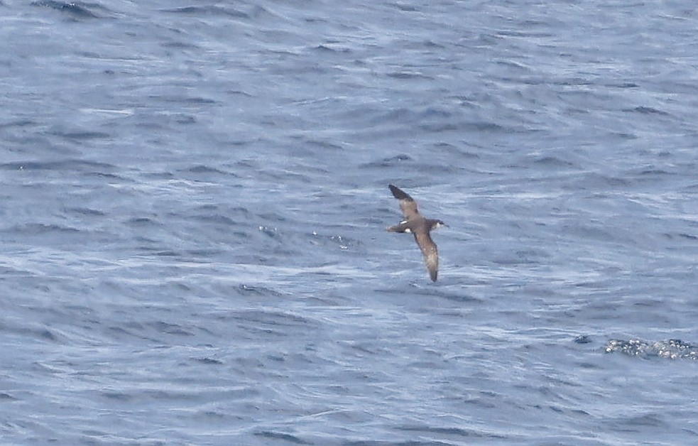 Manx Shearwater - ML597671601