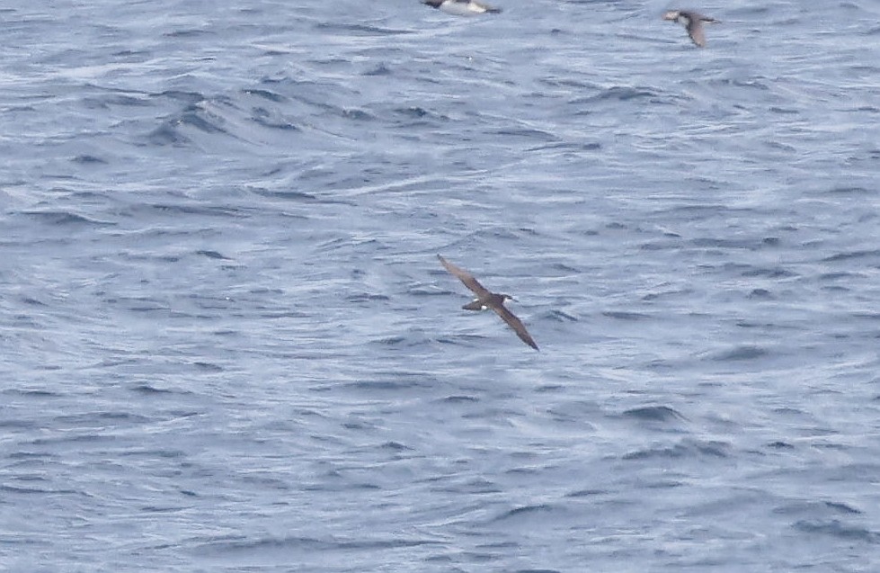 Manx Shearwater - ML597672041