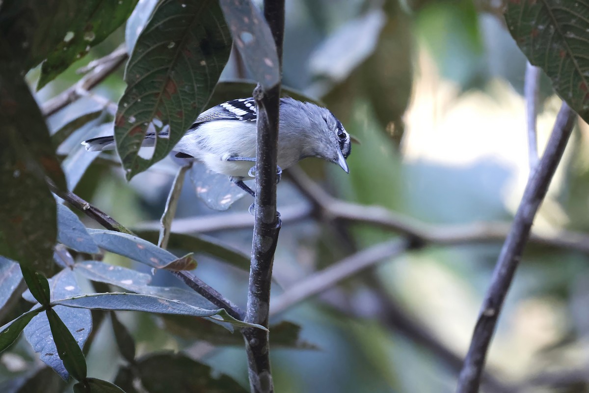 Creamy-bellied Antwren - ML597672061