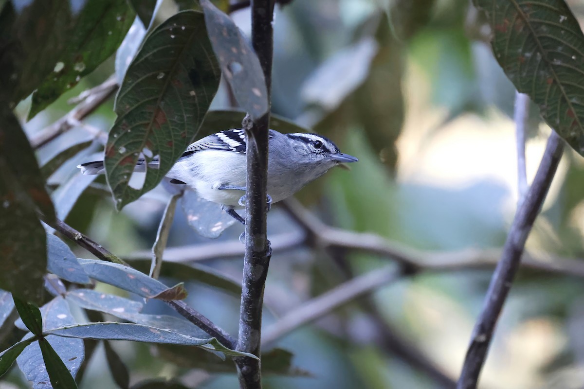 Creamy-bellied Antwren - ML597672071