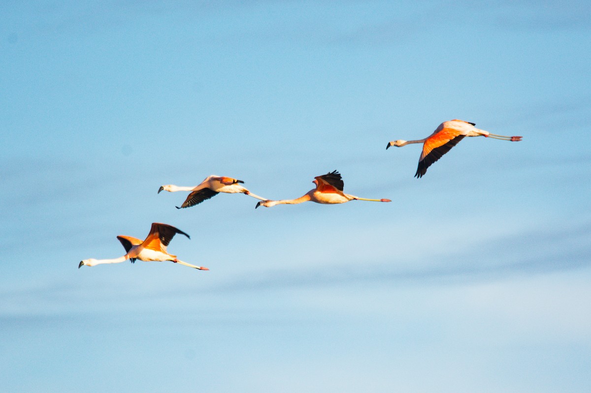 Chilean Flamingo - Nico Visser