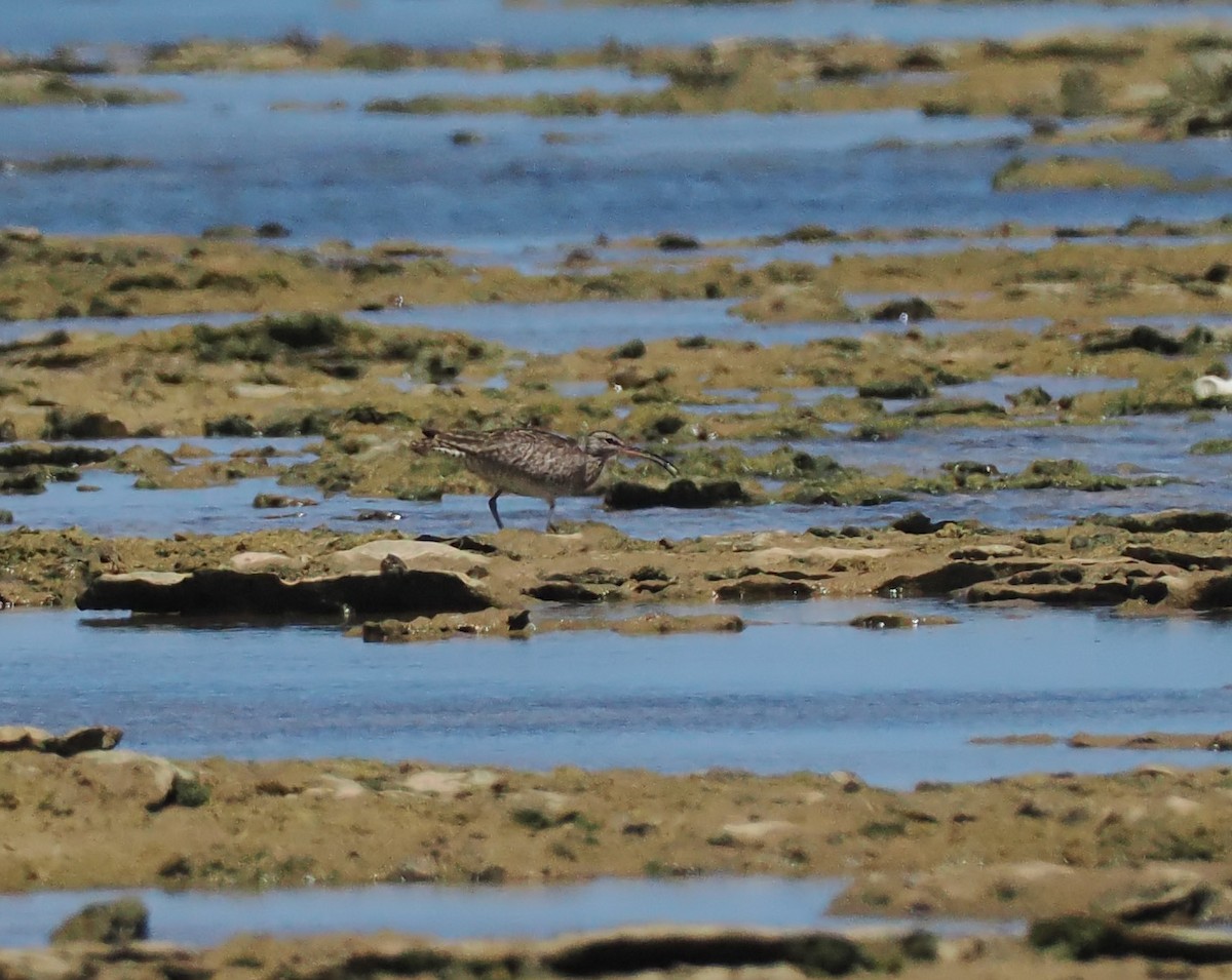 Whimbrel - ML597672911