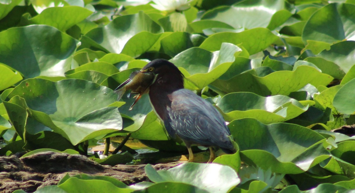 Green Heron - Paul Oehrlein