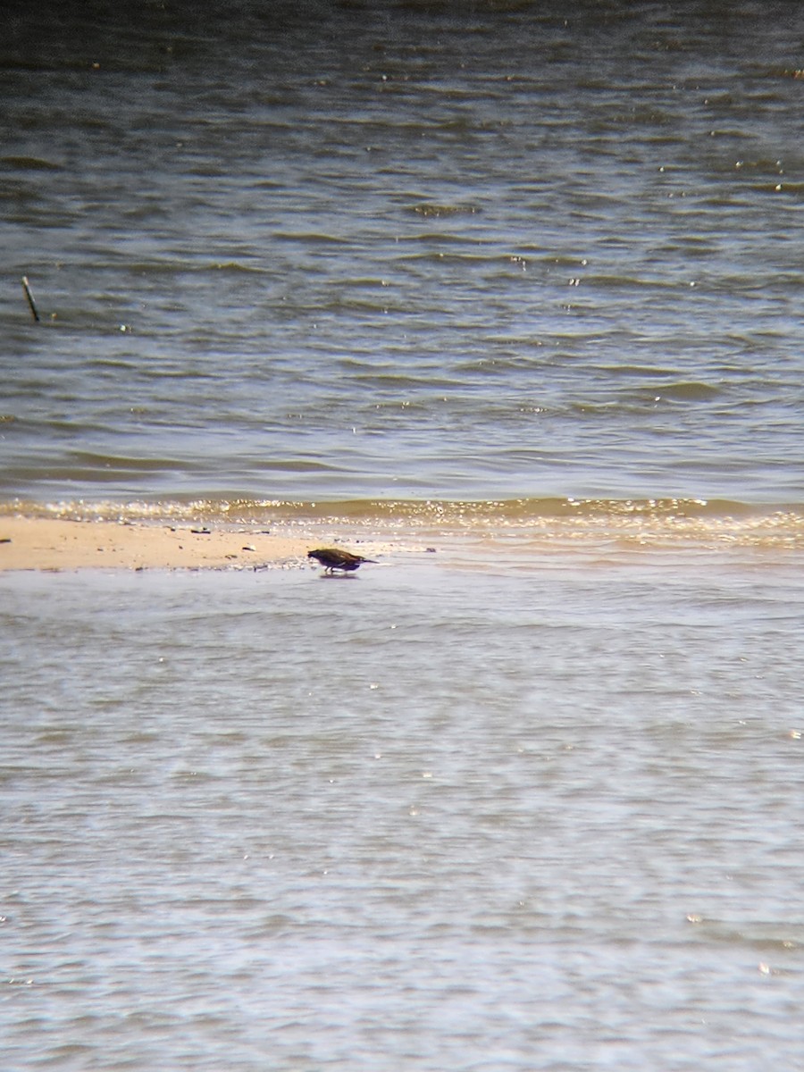 Green Heron - ML597673801