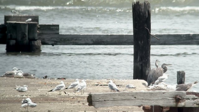 Delawareko kaioa - ML597674901