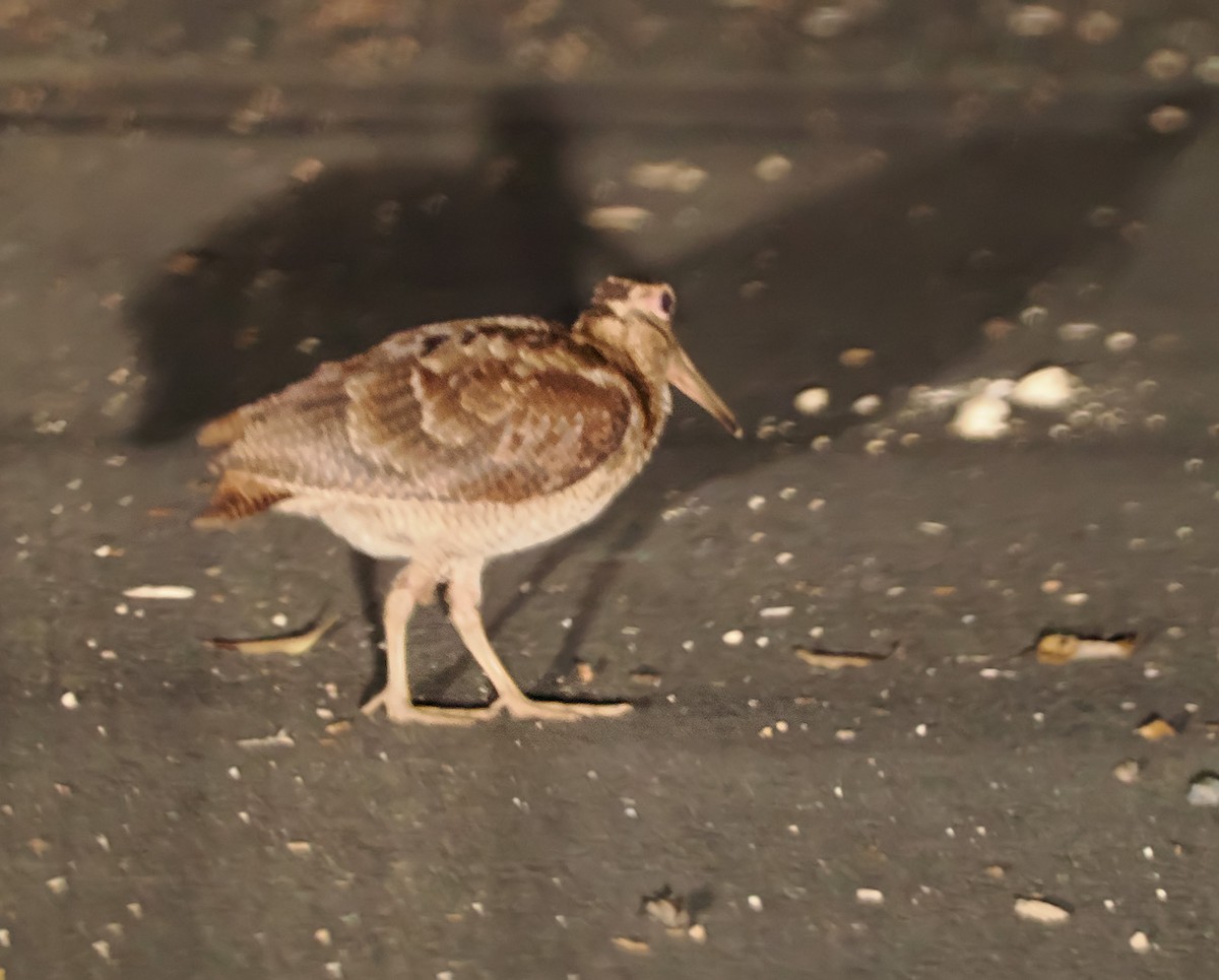 Amami Woodcock - ML597675231