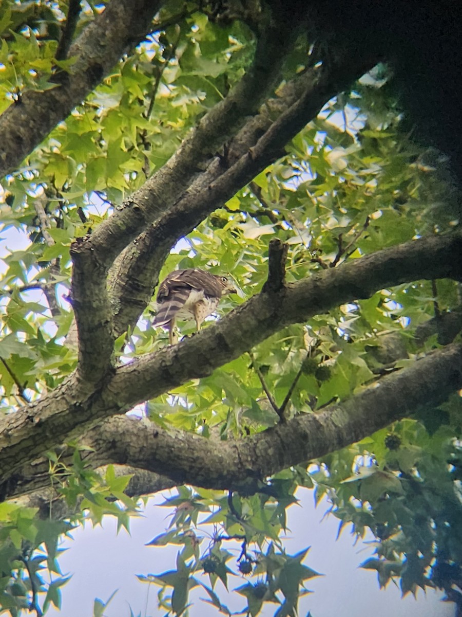 Cooper's Hawk - ML597675321