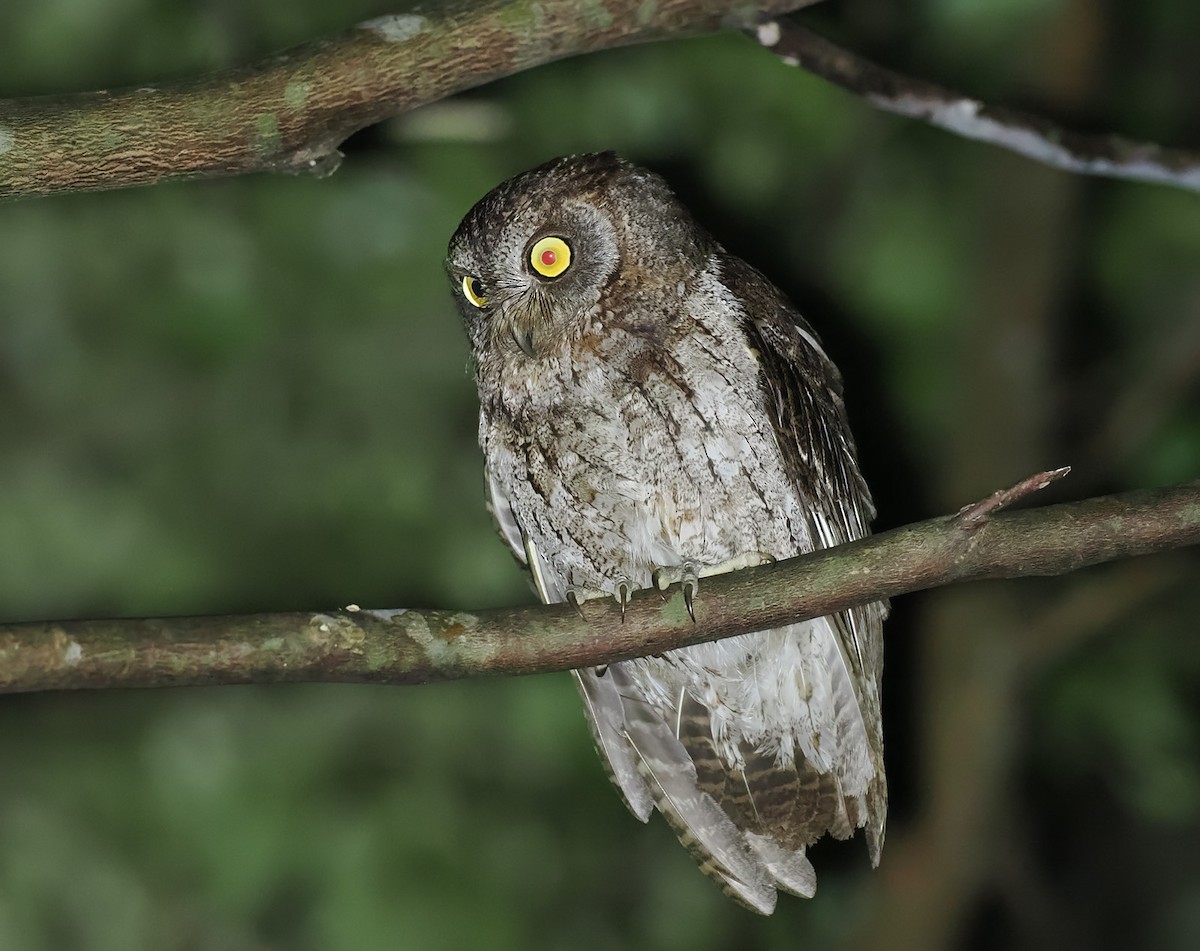 Ryukyu Scops-Owl - Andrew Whitehouse