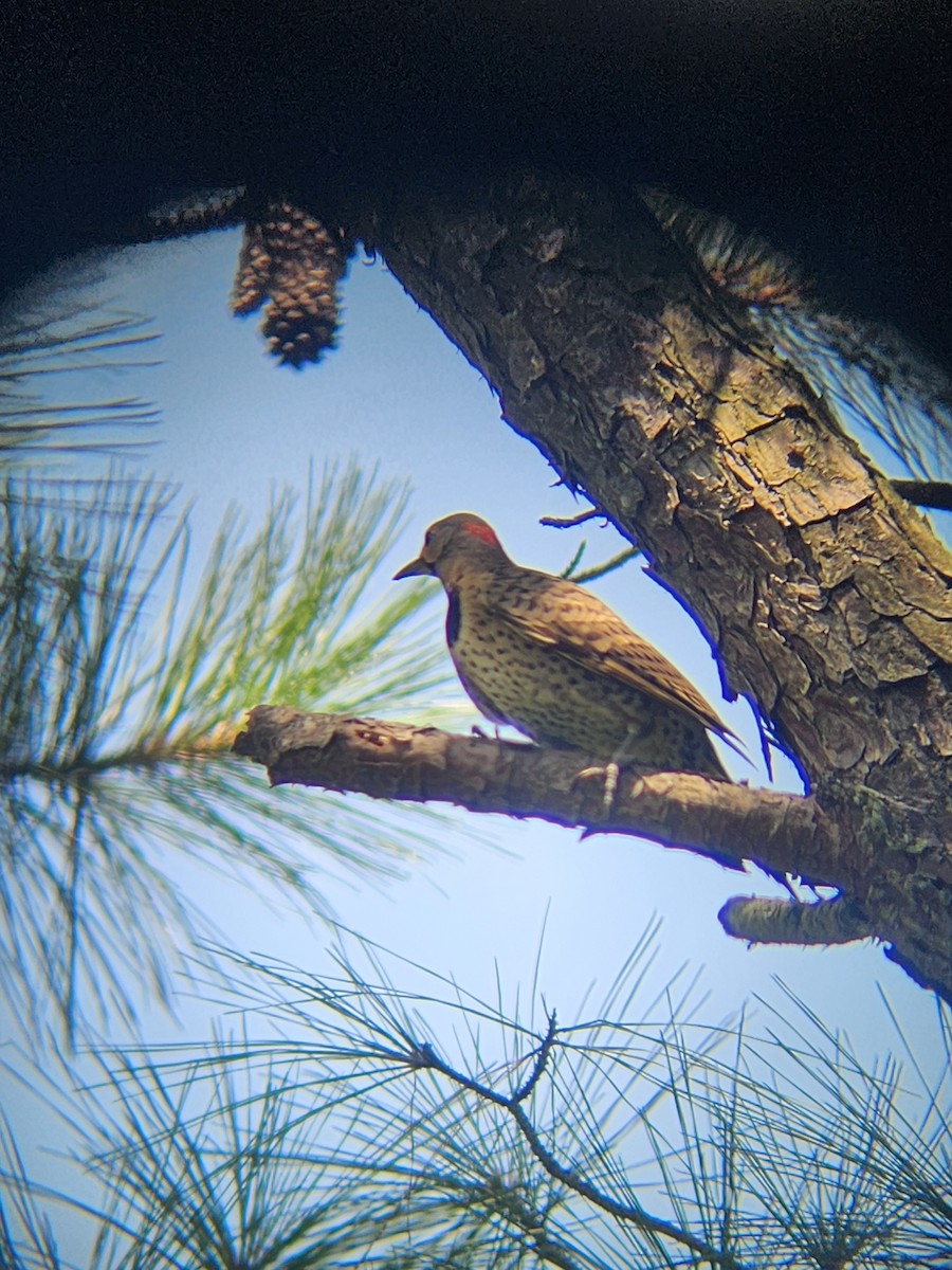 Northern Flicker - ML597675461