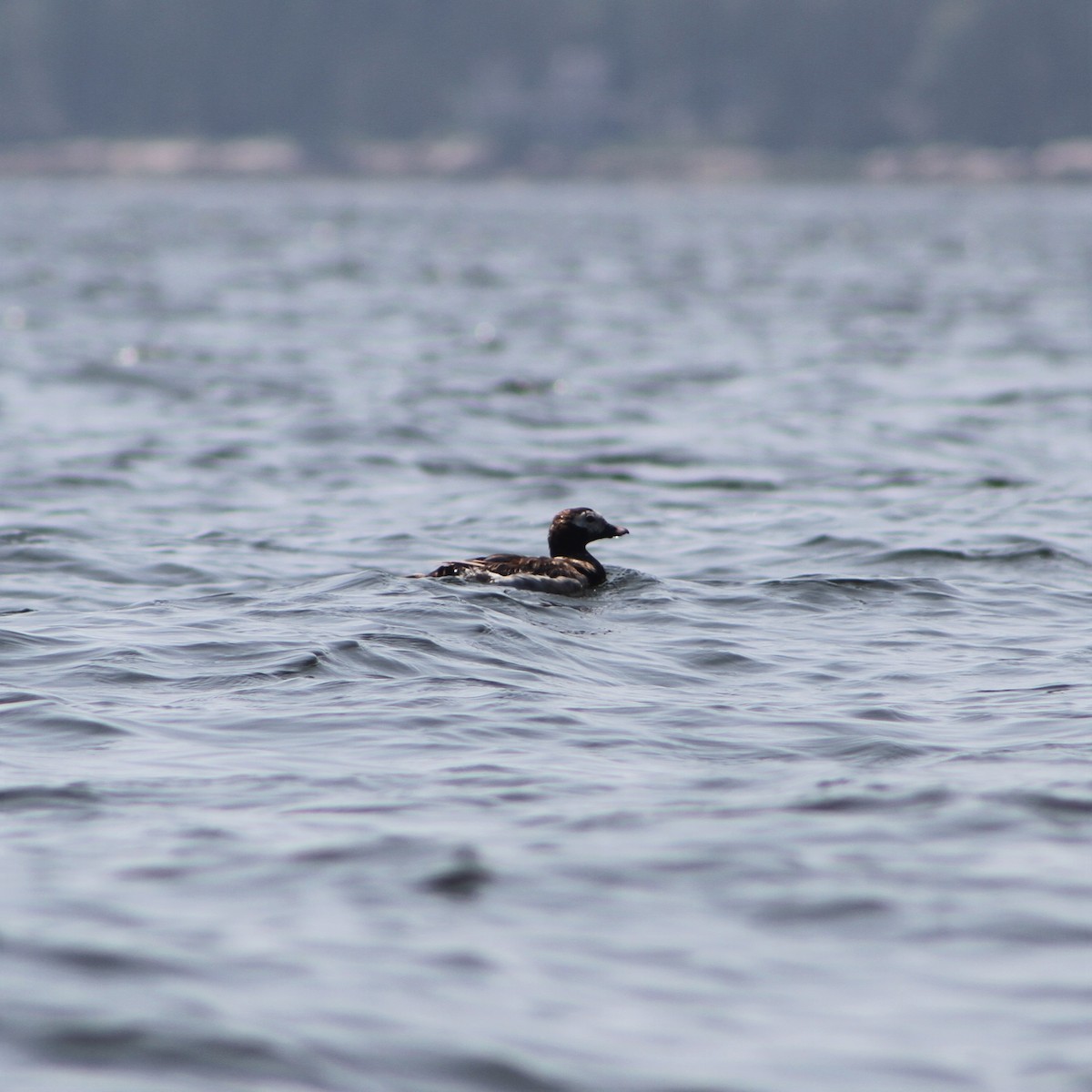 Long-tailed Duck - ML597675861