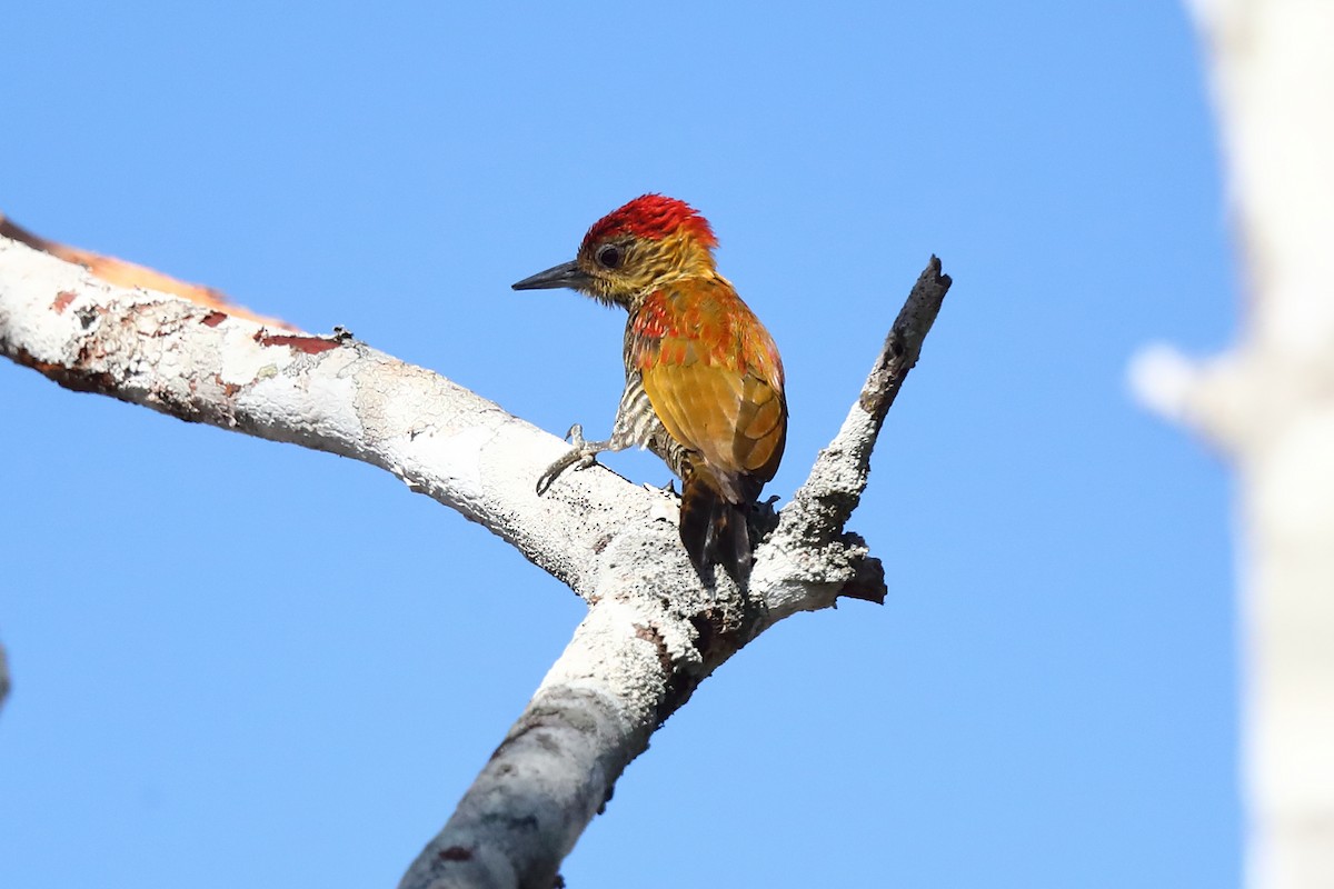 Red-stained Woodpecker - Josef Widmer