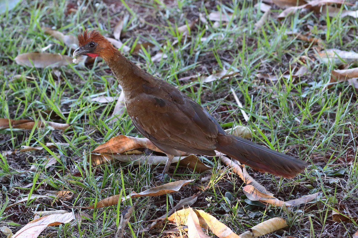 Chestnut-headed Chachalaca - ML597676771