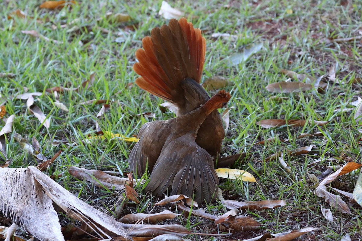 Chestnut-headed Chachalaca - ML597676821