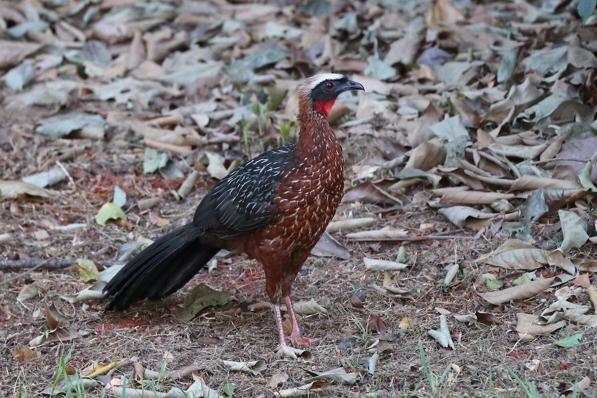 White-crested Guan - ML597677331